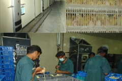 certificate course in hatchery